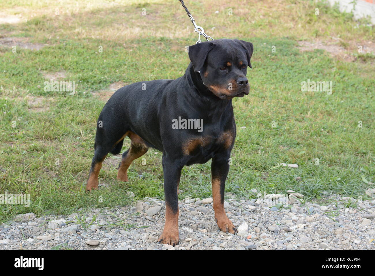 Rottweiler posing #1 Stockfoto