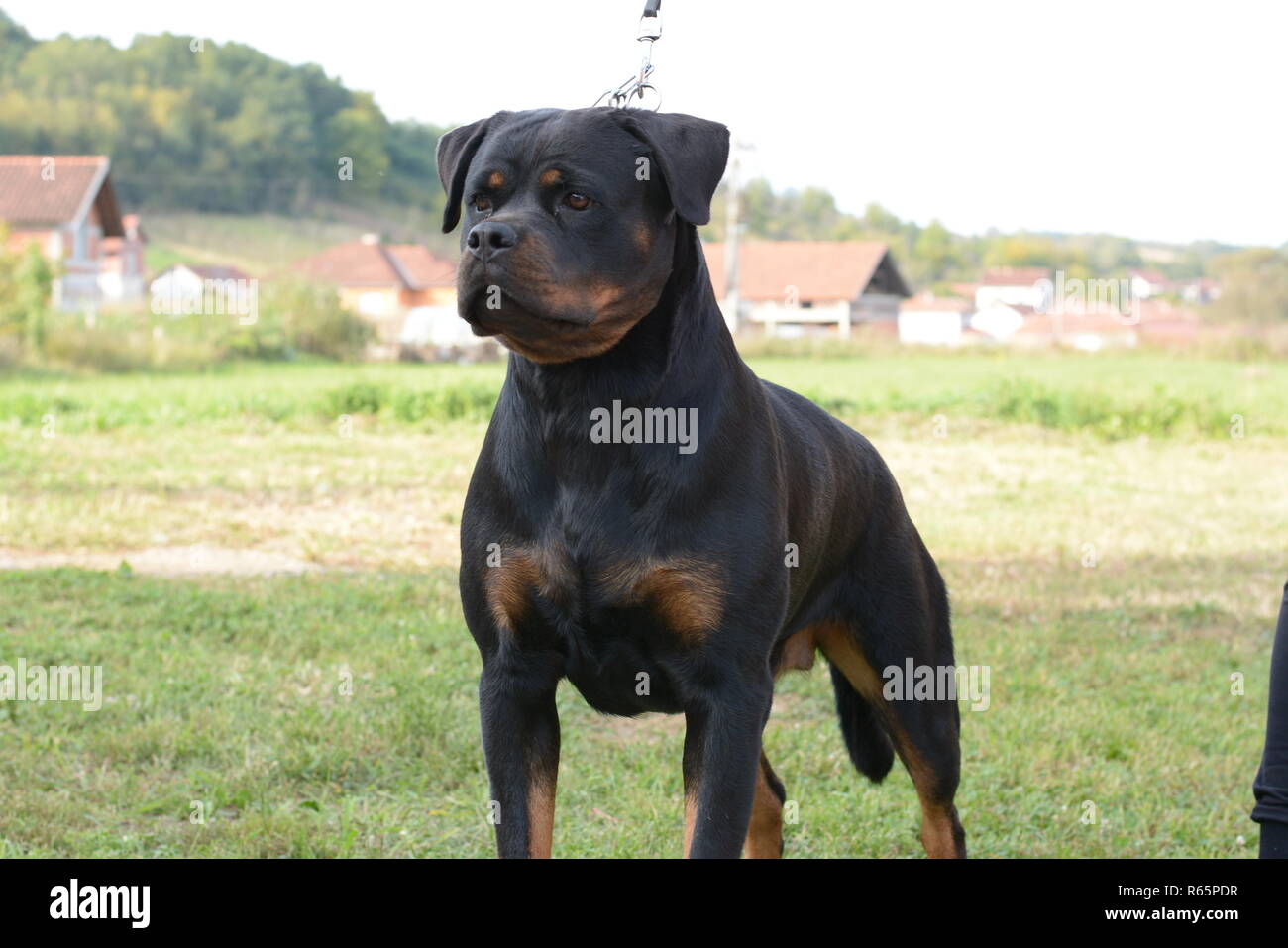 Rottweiler posing #4 Stockfoto