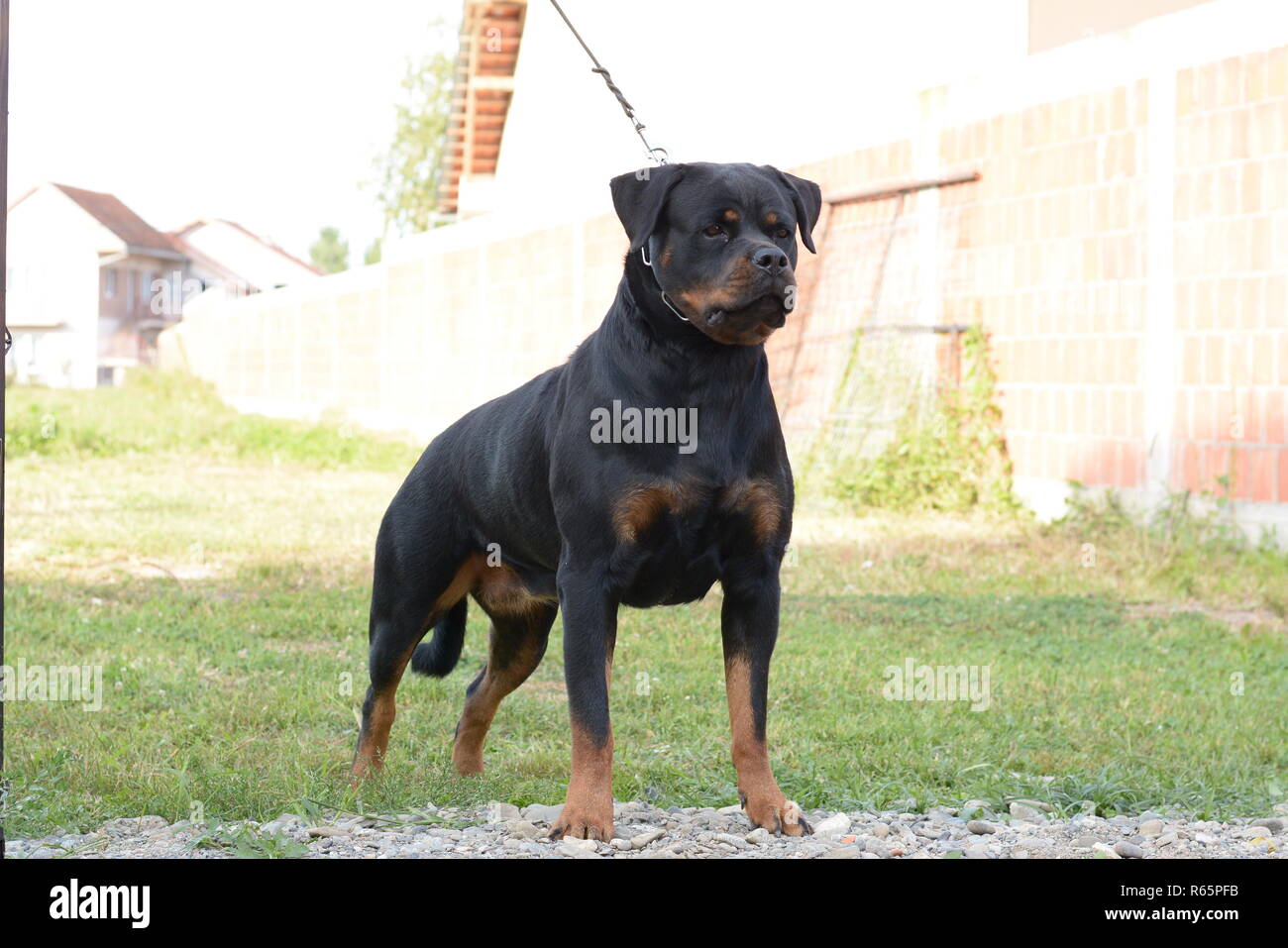 Rottweiler posing #7 Stockfoto