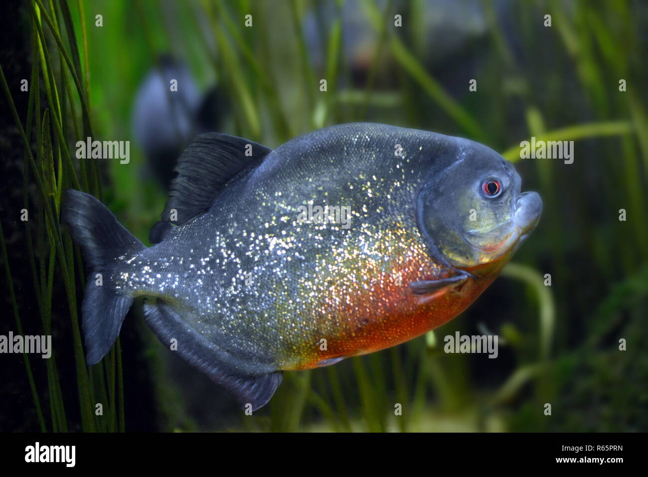 Red Piranha Stockfoto