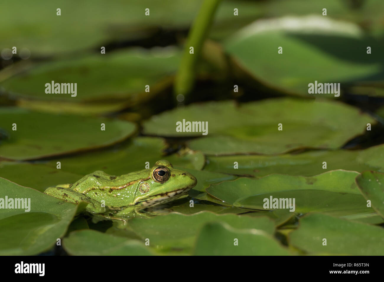 Ein genauer blick auf das leben im teich Fotos und Bildmaterial in