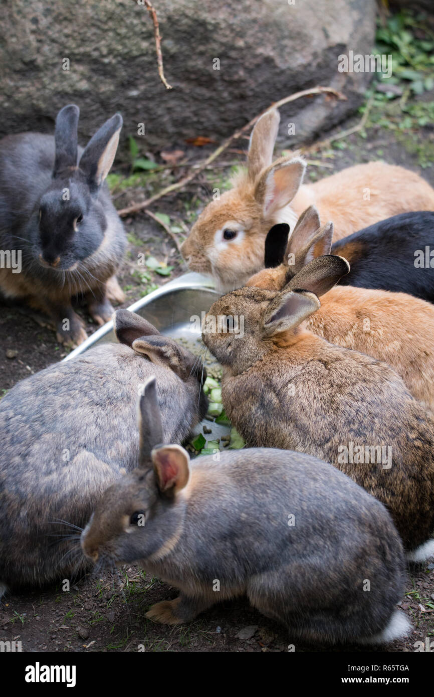 Bunnies zusammen zuführen Stockfoto