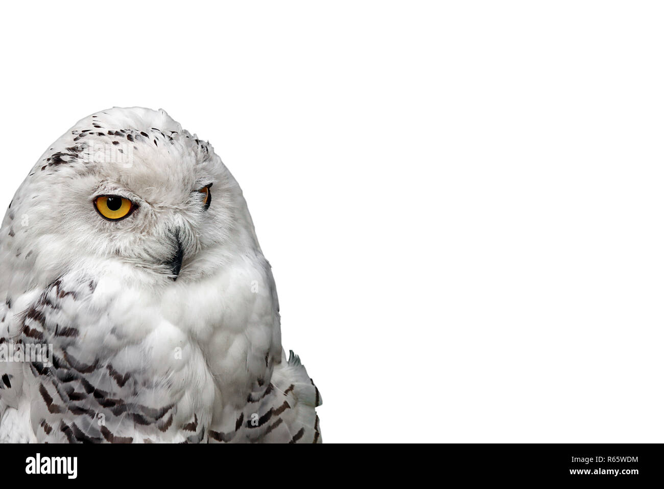 Snowy owl Bubo scandiacus Stockfoto