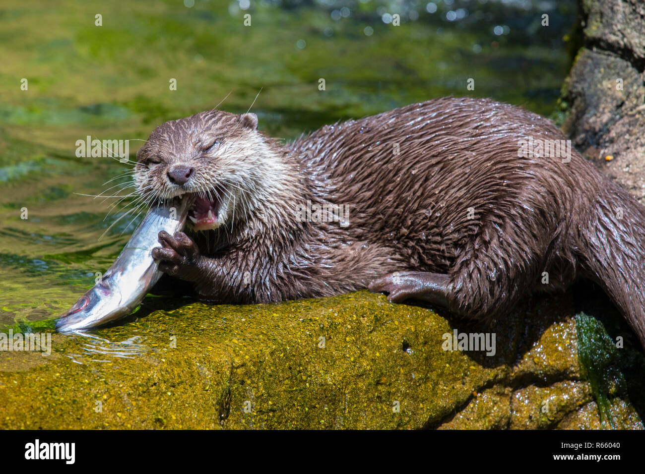 Ein Otter einen Fisch zu essen. Stockfoto