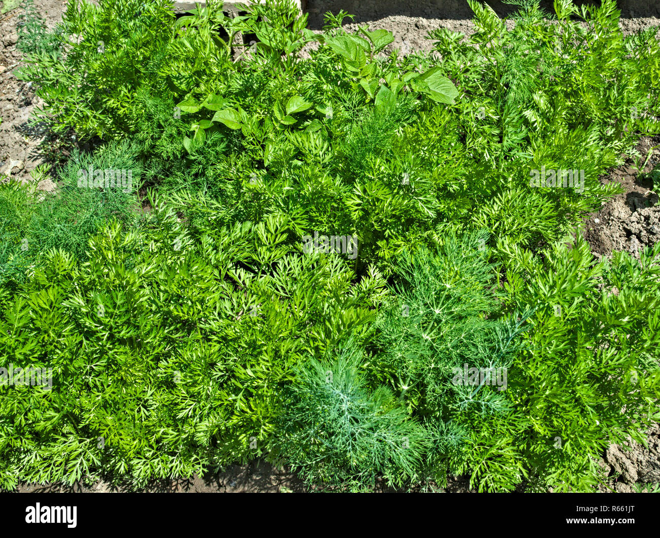 Junge Bio Petersilie im Garten wachsen, Frühling Stockfoto