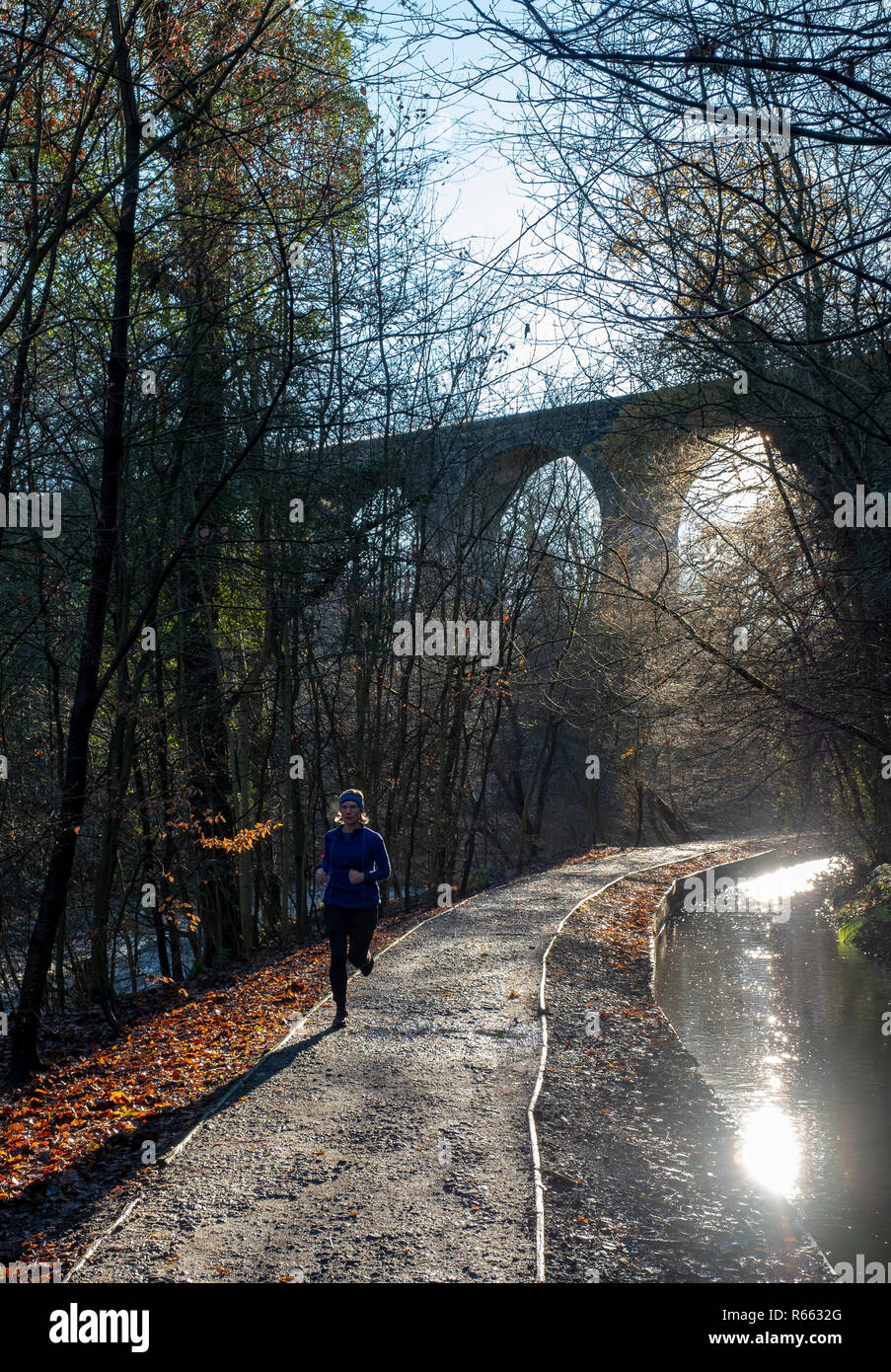 Ein einsamer Läufer an einem frostigen Morgen im Almondell und Calderwood Country Park, West Lothian. Stockfoto