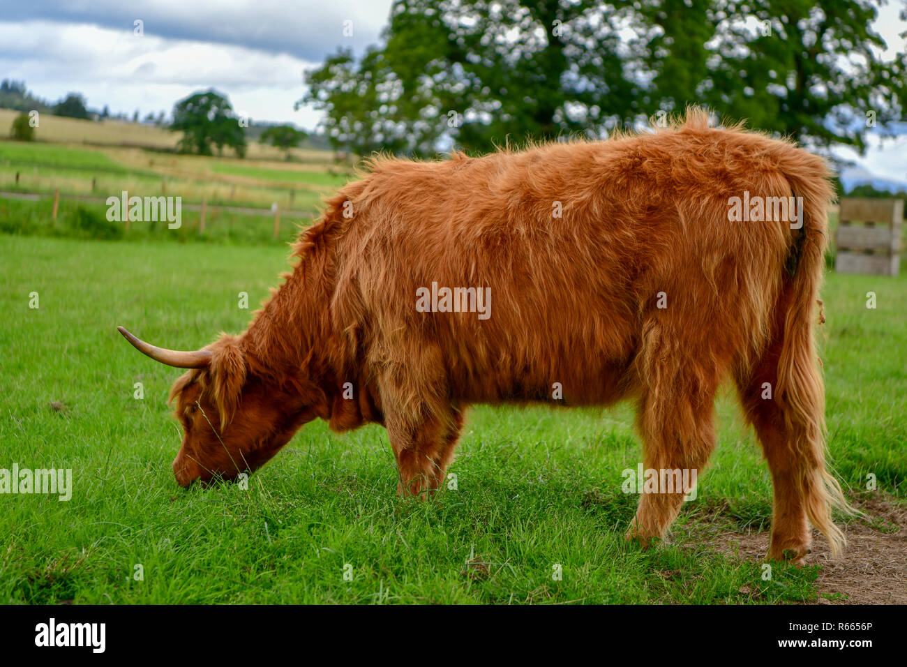 Schottland, Dorf, Tiere auf dem Bauernhof, Scottish Highland rind kuh mit langen Haaren, Katze Tiere Säugetiere Stockfoto