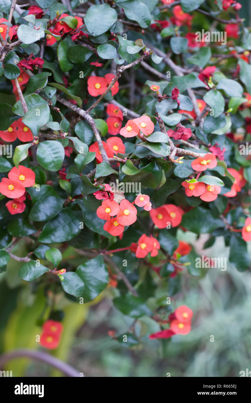 Euphorbia "Red Passion" Blumen. Stockfoto