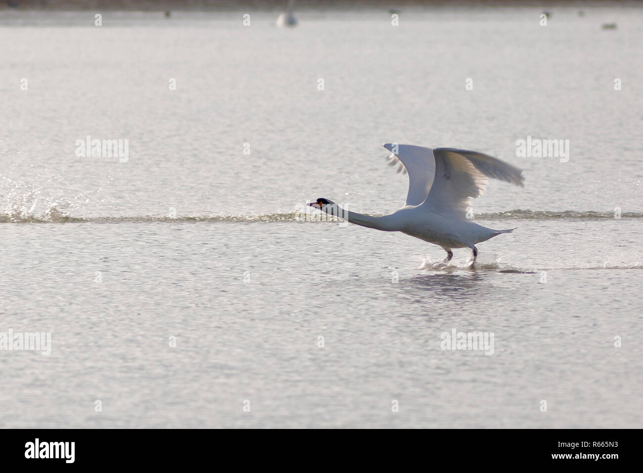 Abfahrt Swan Stockfoto