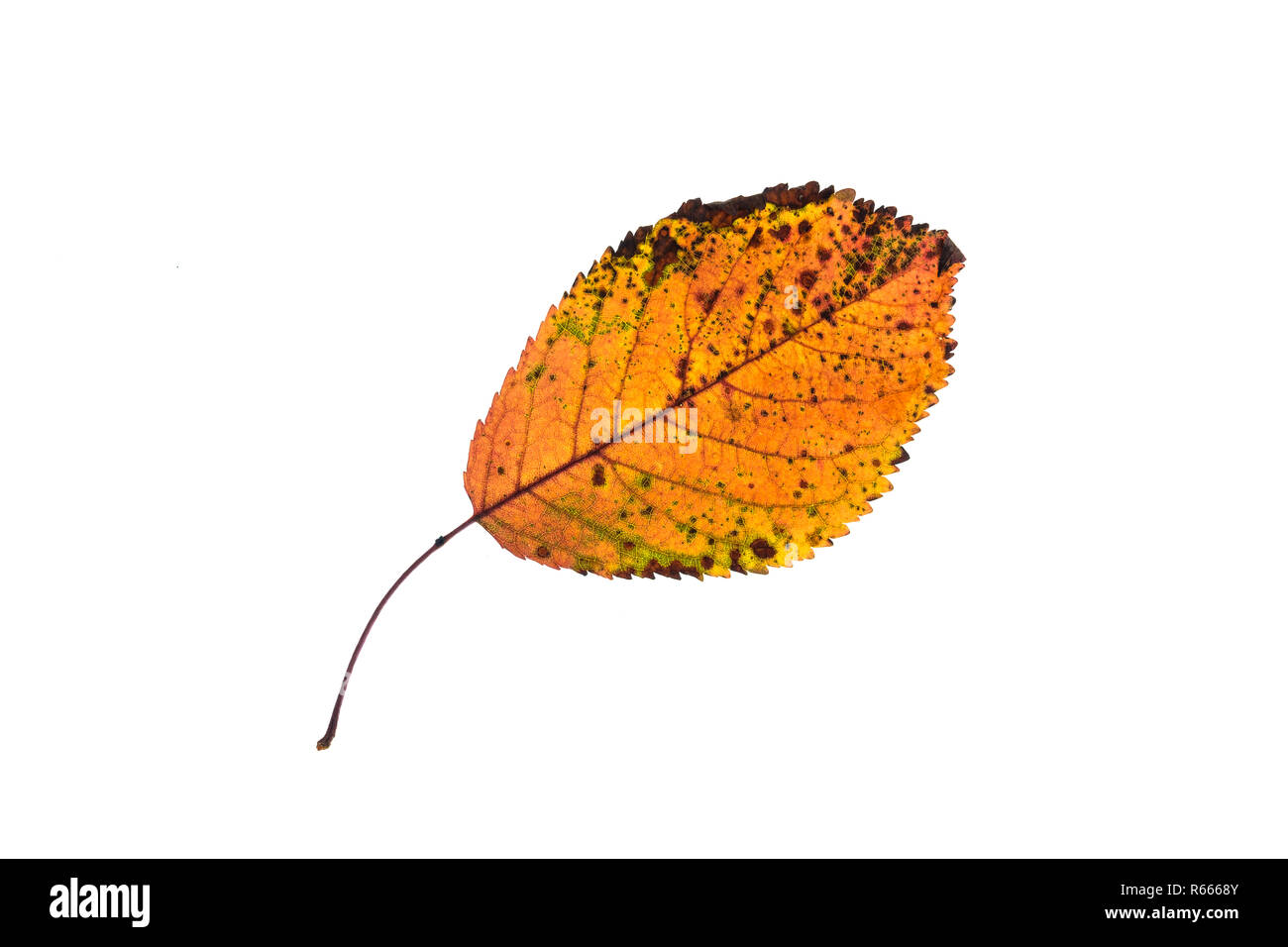 Herbst Blatt mit orange Färbung und grünen und braunen Flecken Stockfoto