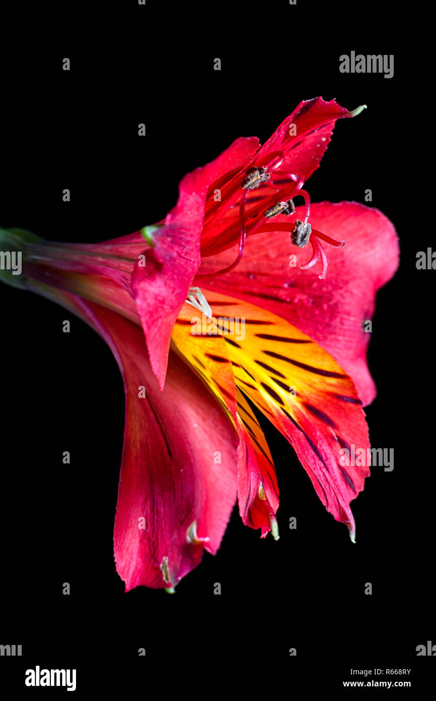 Red lily Makro auf dunklem Hintergrund Stockfoto