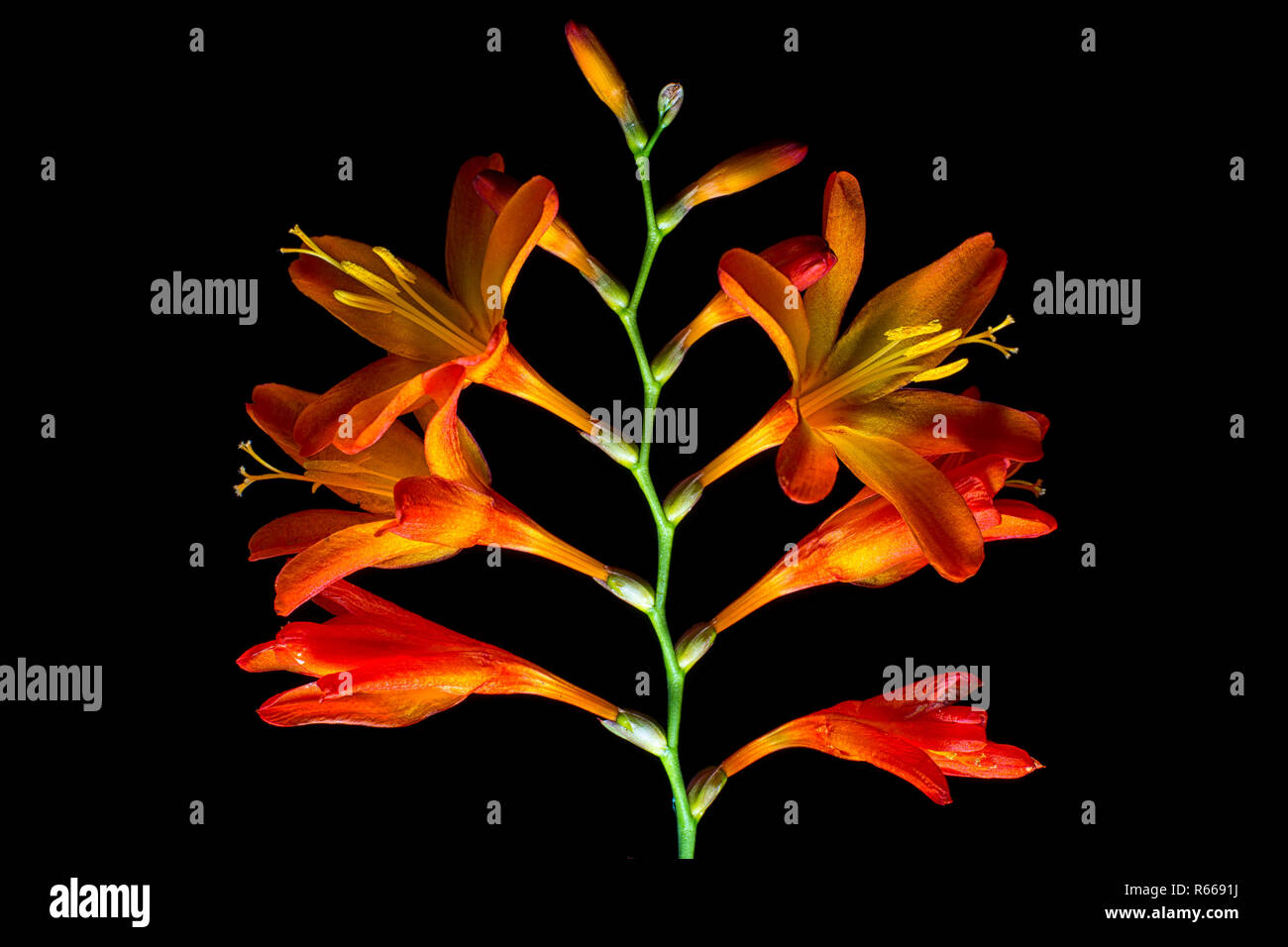 Montbretia Blume Nahaufnahme Stockfoto