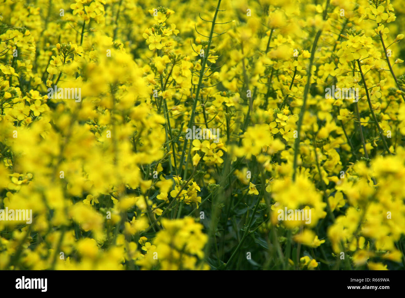 Rapsfeld in voller Blüte Stockfoto