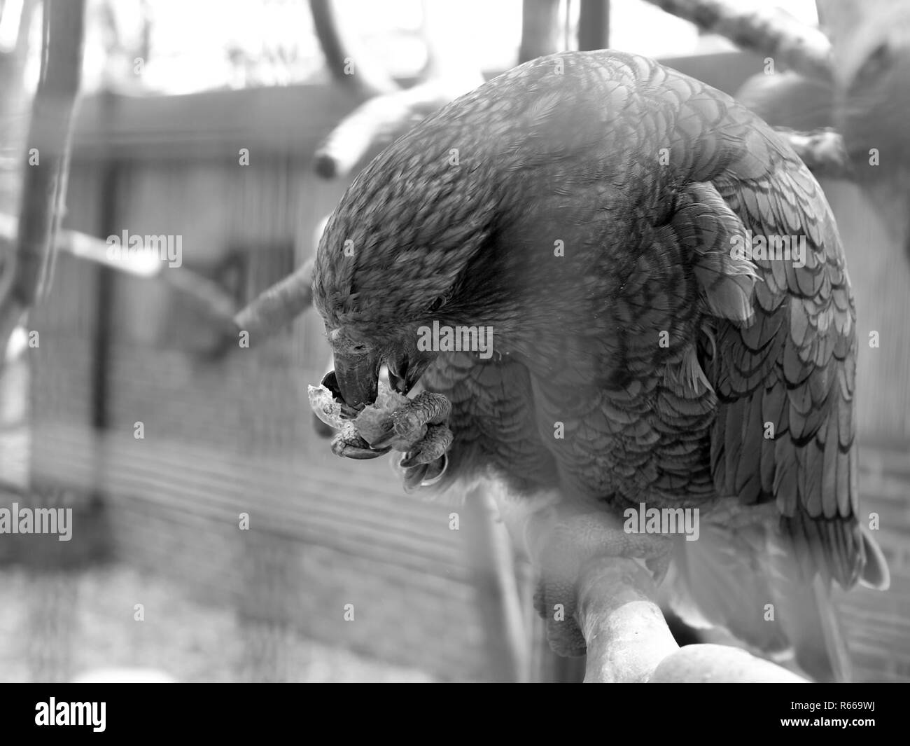 Kea mit Mutter Stockfoto