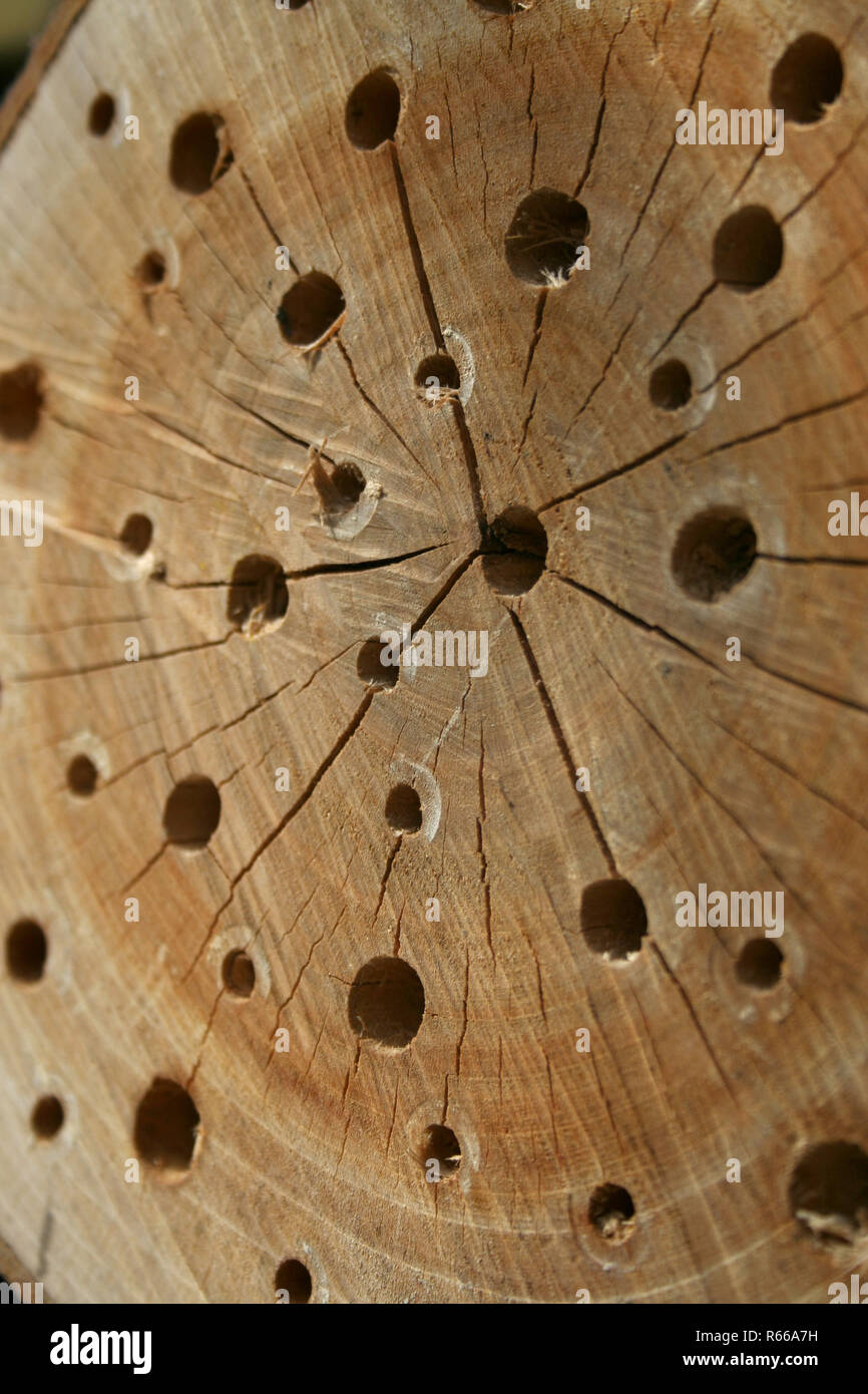 Holzscheibe mit Löchern als nisthilfe für Insekten Stockfoto