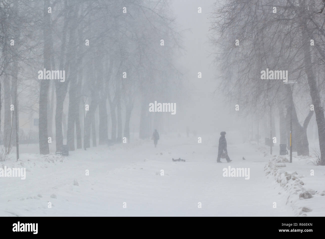 Eine starke Blizzard in der Stadt im Winter Stockfoto