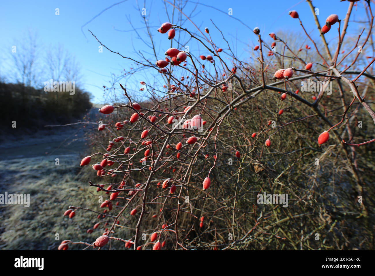 Rote Hagebutten auf Büschen frostigen Morgen Stockfoto