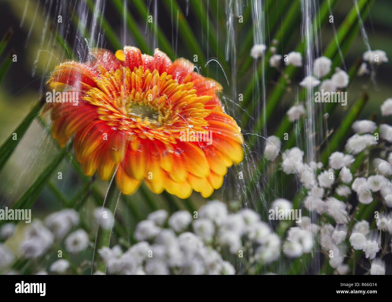 Montreal, Kanada, 3. Dezember 2018. Das Wasser fällt auf einer bunten Blume. Credit: Mario Beauregard/Alamy leben Nachrichten Stockfoto