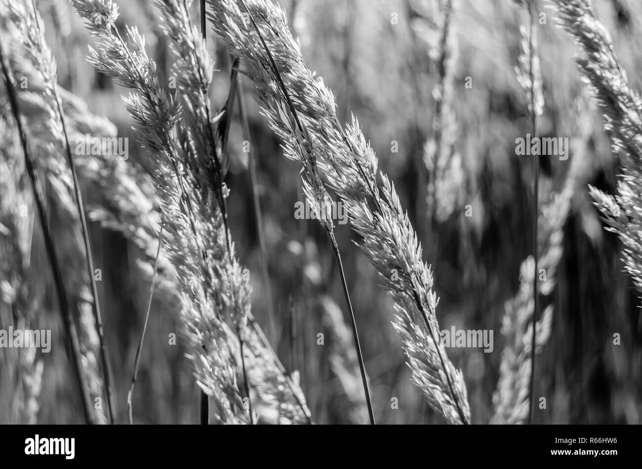 Dekorative Gras Hintergrund Stockfoto