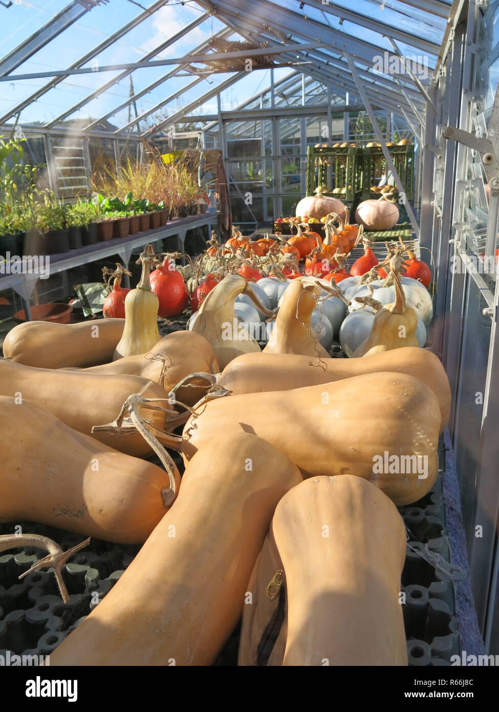 Ein Array von Herbst produzieren: Kürbisse, butternut Kürbisse und Kürbisse trocknen außerhalb in einem Glashaus in Barnsdale Gärten, Rutland, Großbritannien Stockfoto