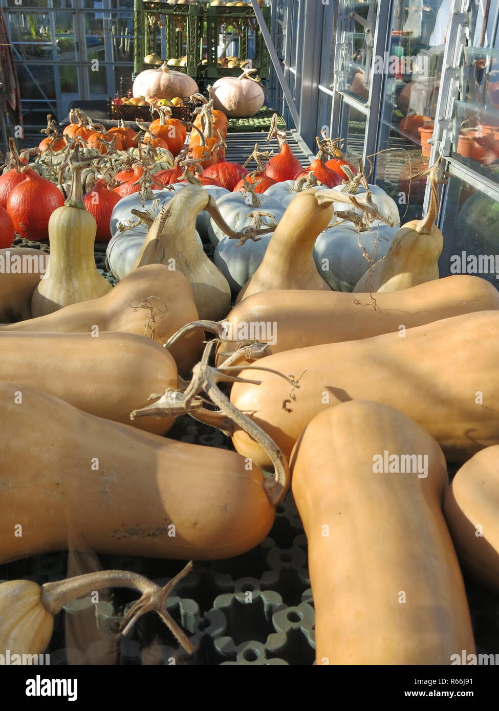 Ein Array von Herbst produzieren: Kürbisse, butternut Kürbisse und Kürbisse trocknen außerhalb in einem Glashaus in Barnsdale Gärten, Rutland, Großbritannien Stockfoto