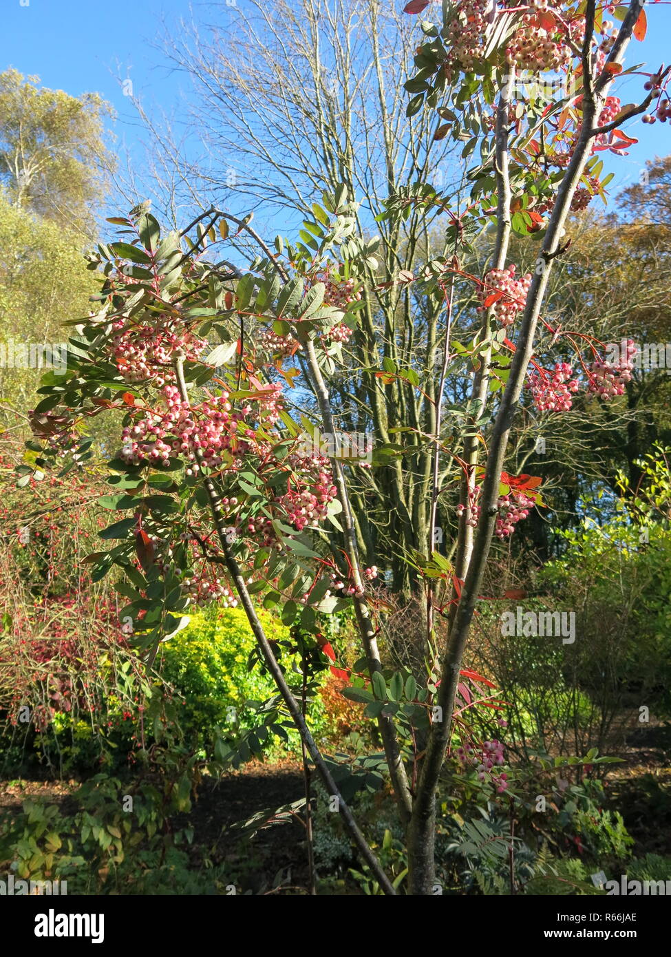 Sorbus Hupehensis hat leuchtend rosa Beeren im Herbst und hier in den Gärten in Barnsdale, November 2018 gezeigt Stockfoto