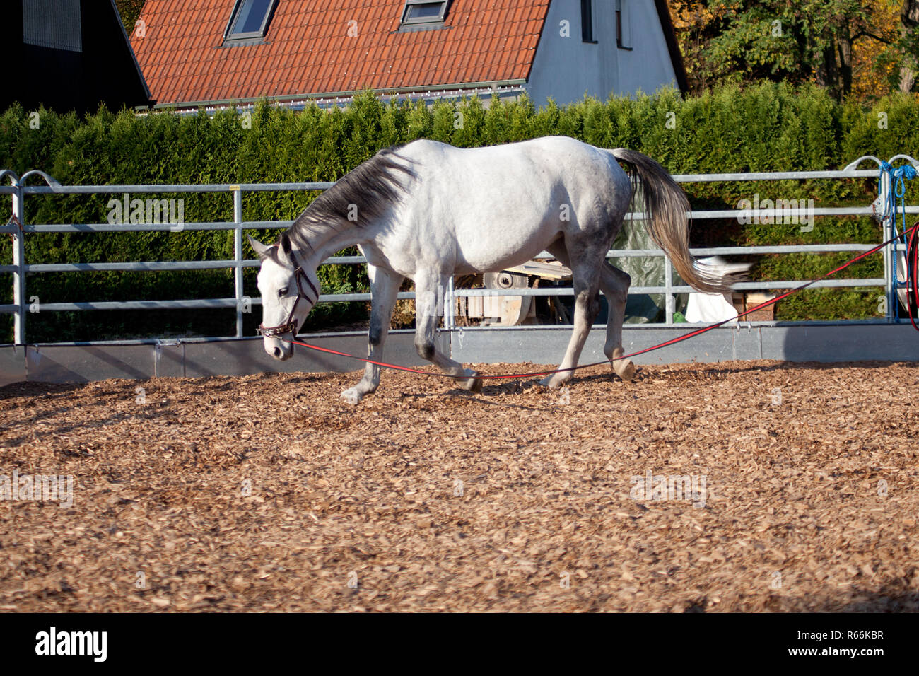 Pferd mit cavesson Training mit Longe im Round Pen Stockfoto
