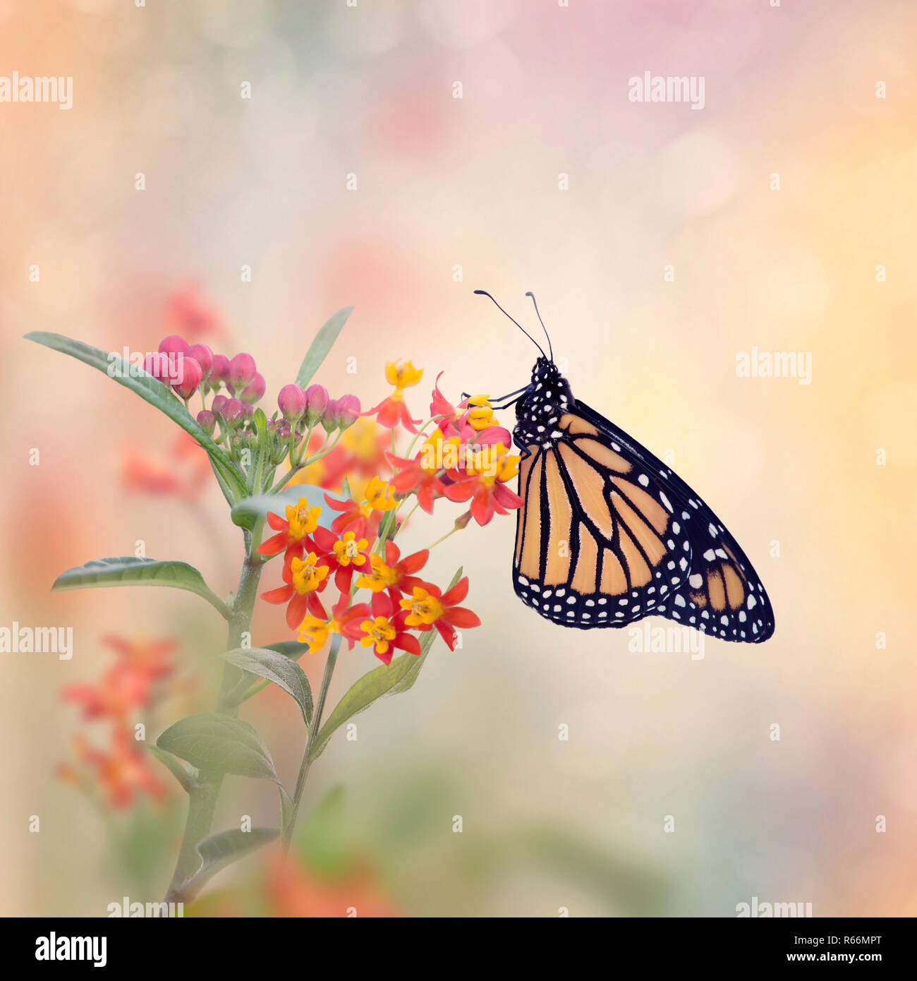 Monarch Butterfly auf tropischen Milkweed Anlage. Stockfoto