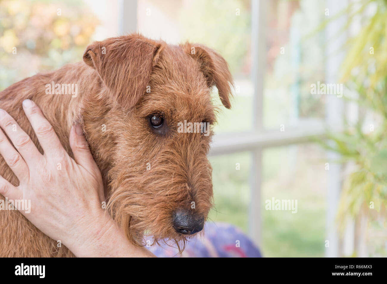 Portrait von präparierten Irish Terrier Stockfoto