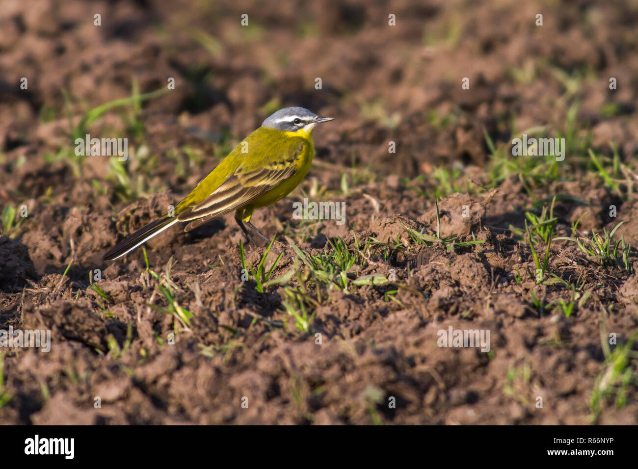 Schafstelze (motacilla Flava) Stockfoto