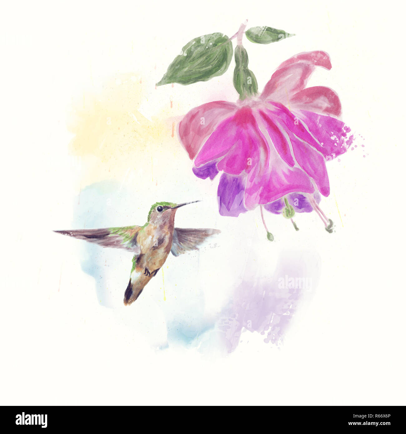 Hummingbird und Fuchsia Blume Aquarell Stockfoto
