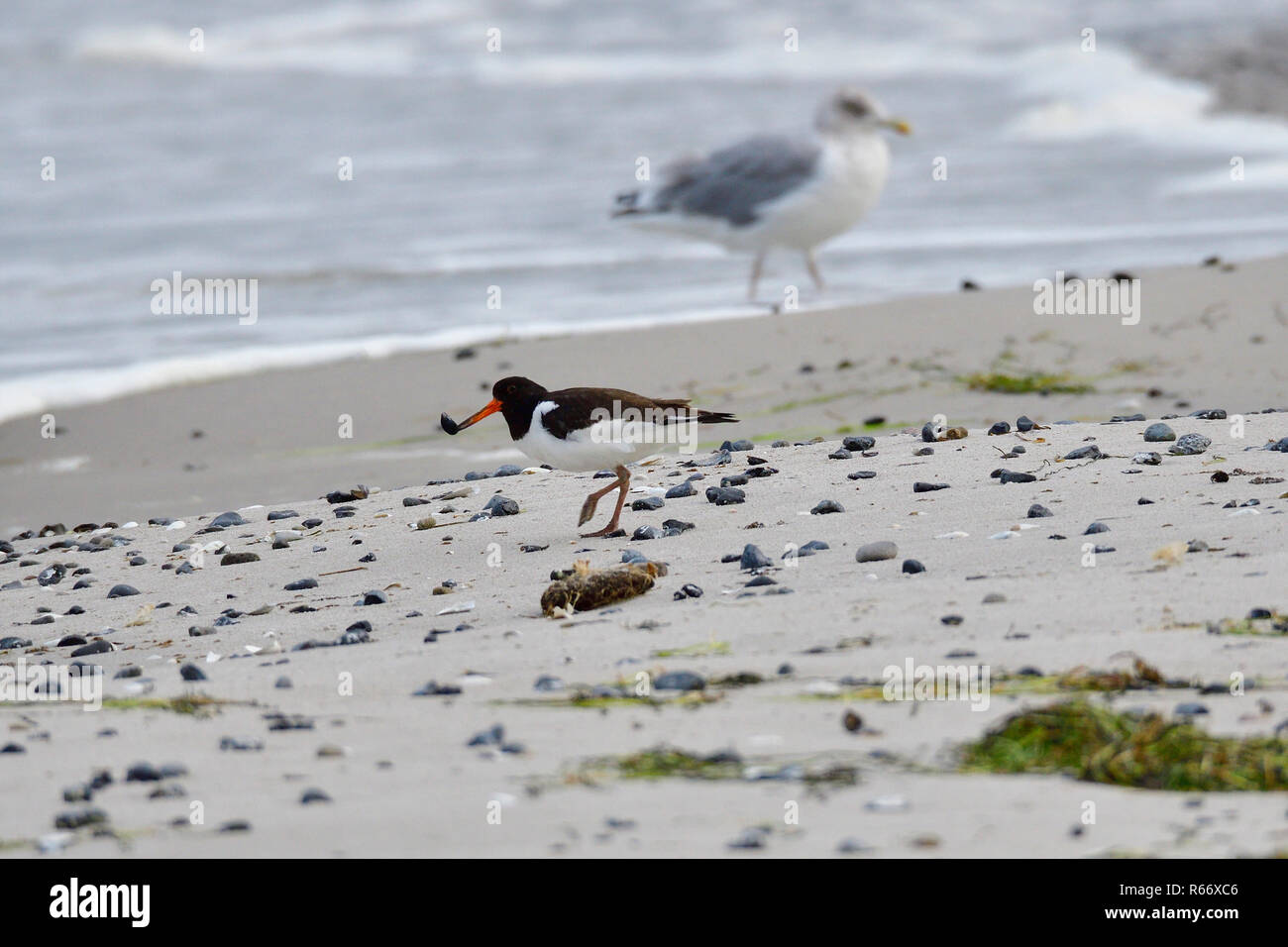 Austernfischer auf der Ostsee in der nahrungssuche Stockfoto