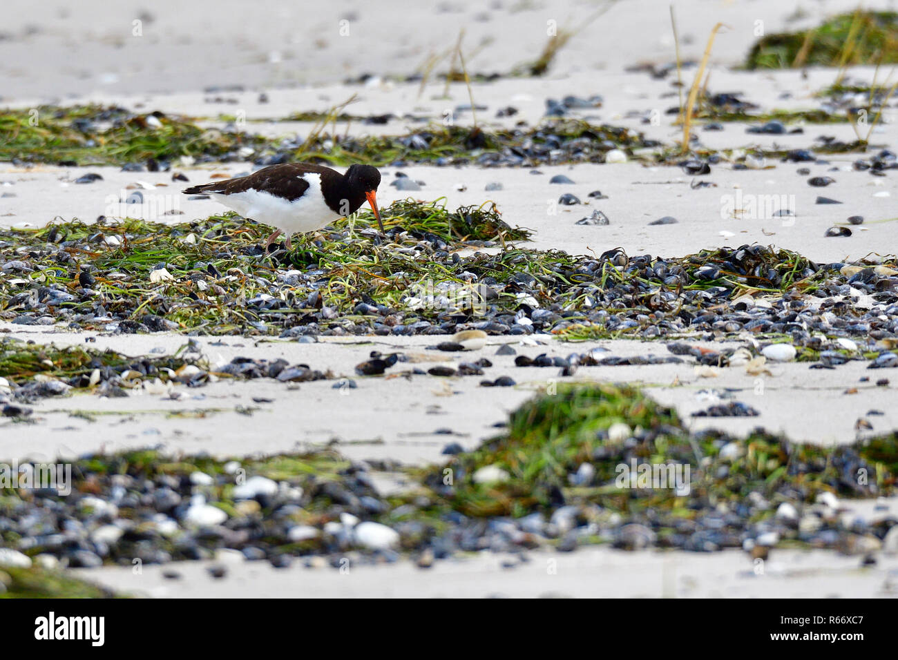 Austernfischer auf der Ostsee in der nahrungssuche Stockfoto