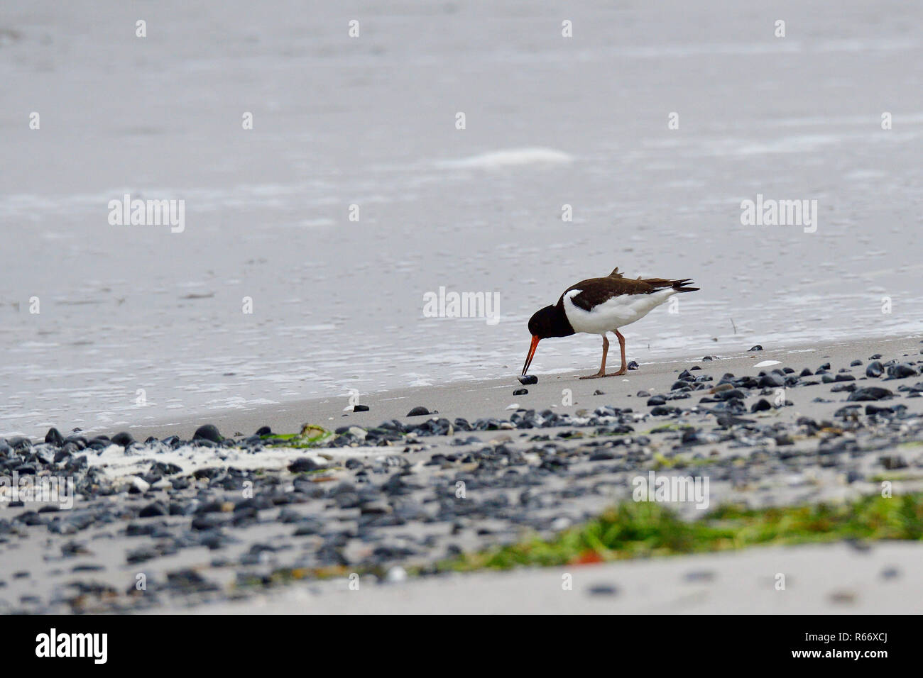 Austernfischer auf der Ostsee in der nahrungssuche Stockfoto