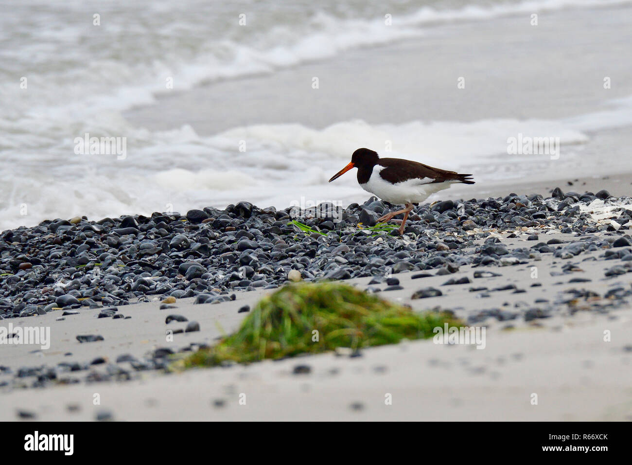 Austernfischer auf der Ostsee in der nahrungssuche Stockfoto