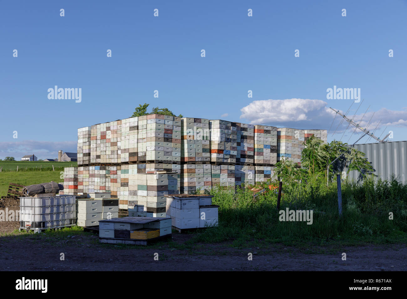 Eine große deposiitory von Bienenstöcken in Pennington, New York State. Stockfoto