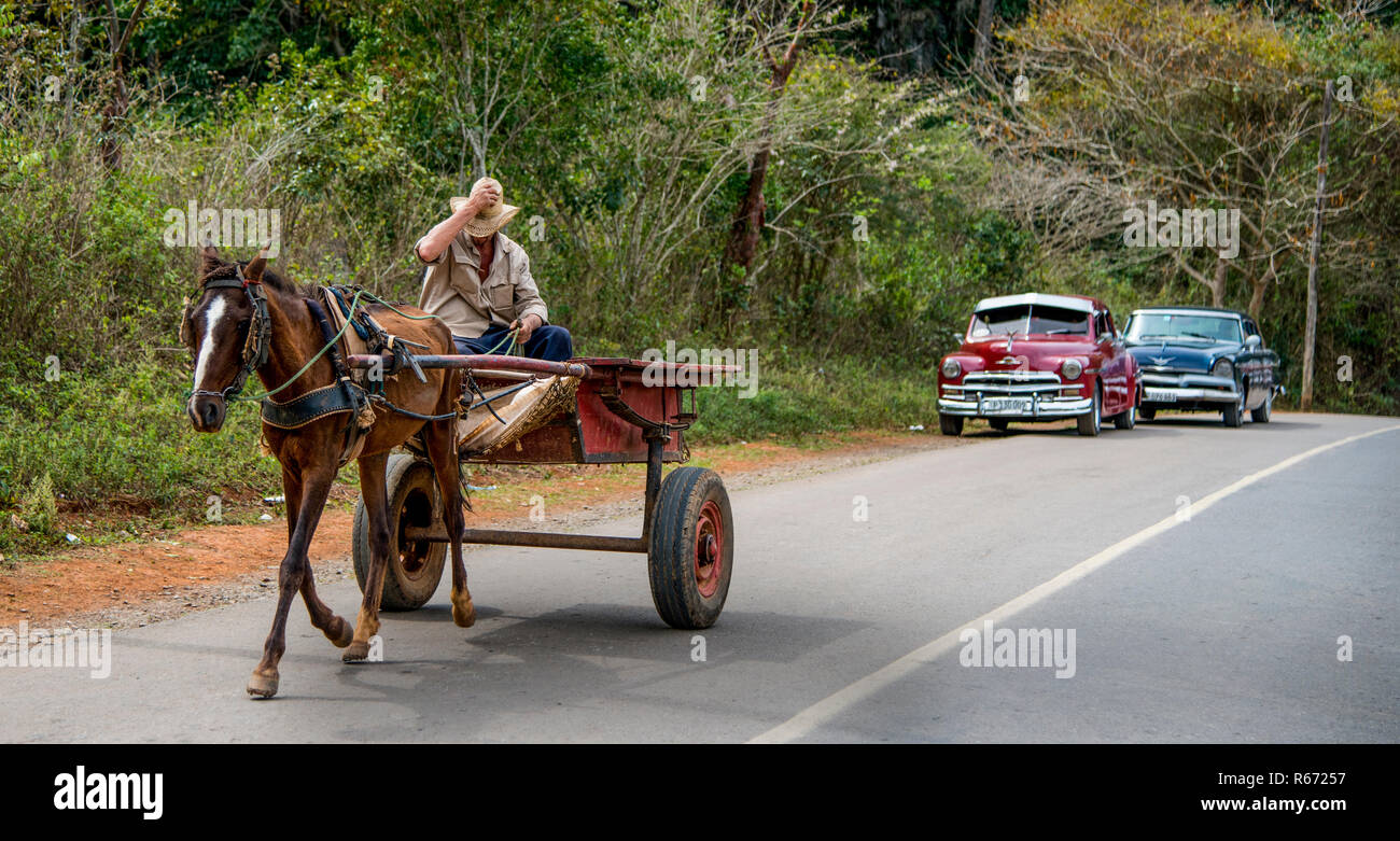 Bauer mit Pferden gezogenen Wagen und alten 50 Chevy Autos in der Nähe von Viñales, Kuba. Stockfoto