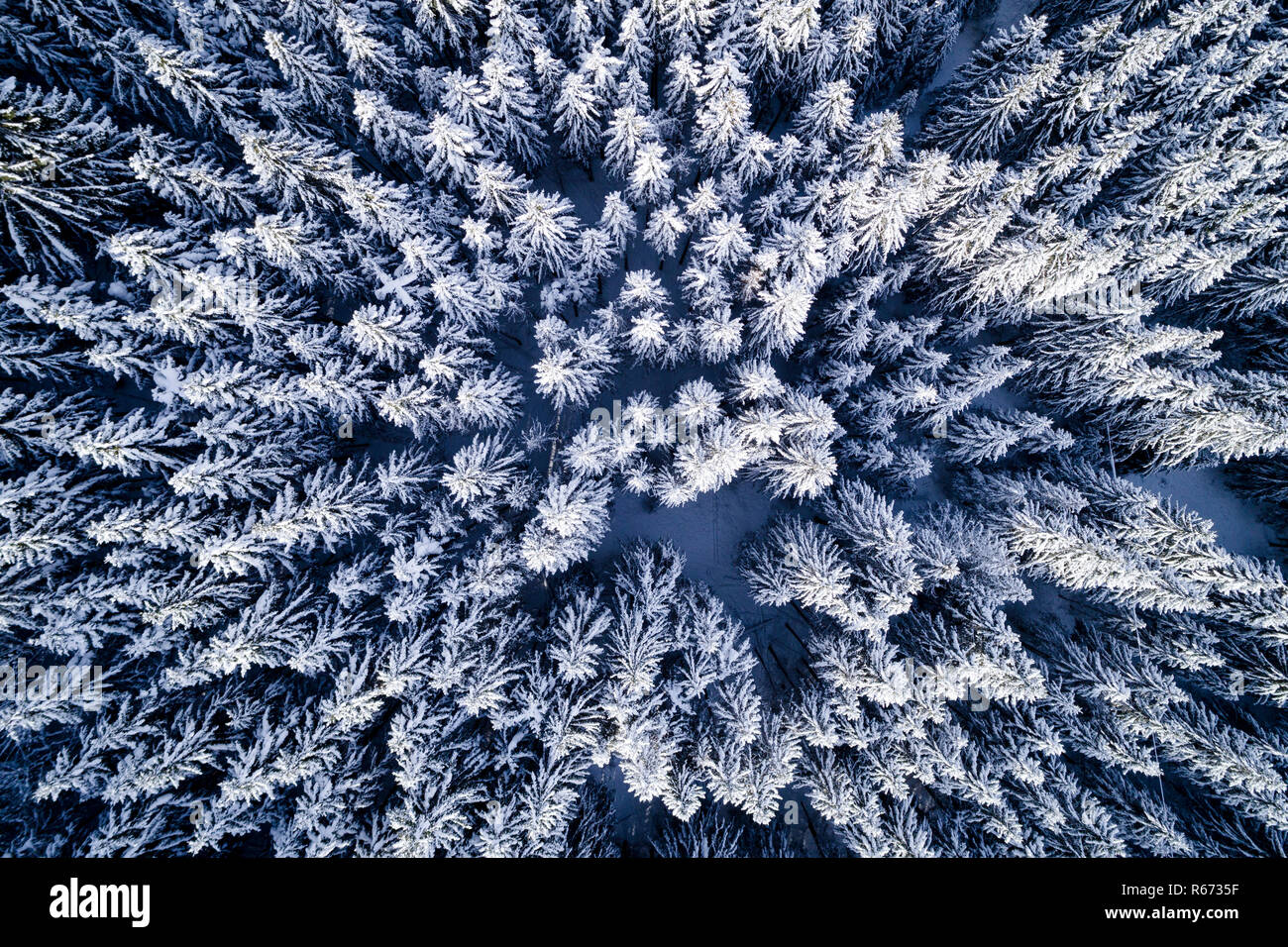 Antenne Flug mit Drohne über Nadelwald im Winter in Österreich in Salzburg. Stockfoto