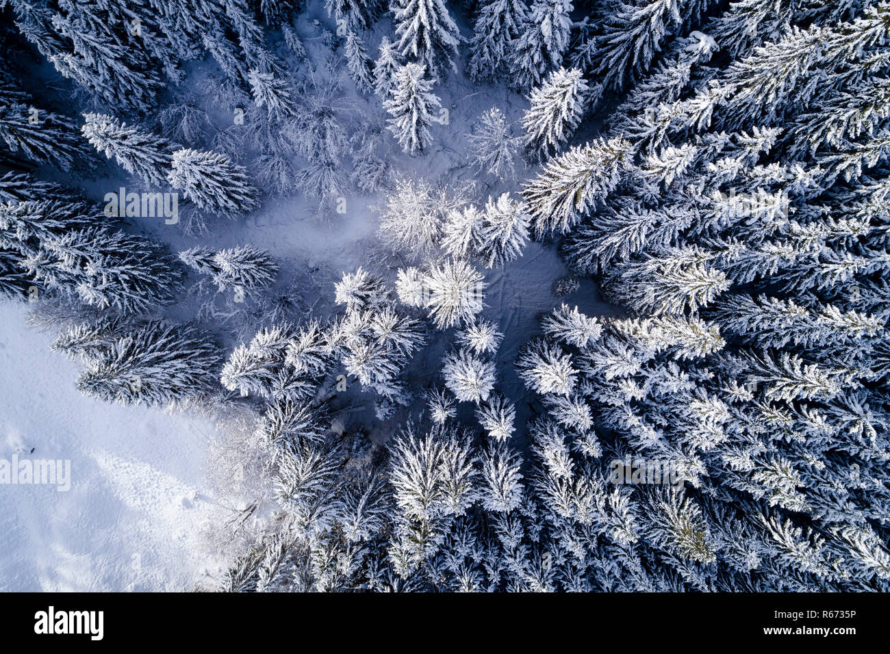 Antenne Flug mit Drohne über Nadelwald im Winter in Österreich in Salzburg. Stockfoto