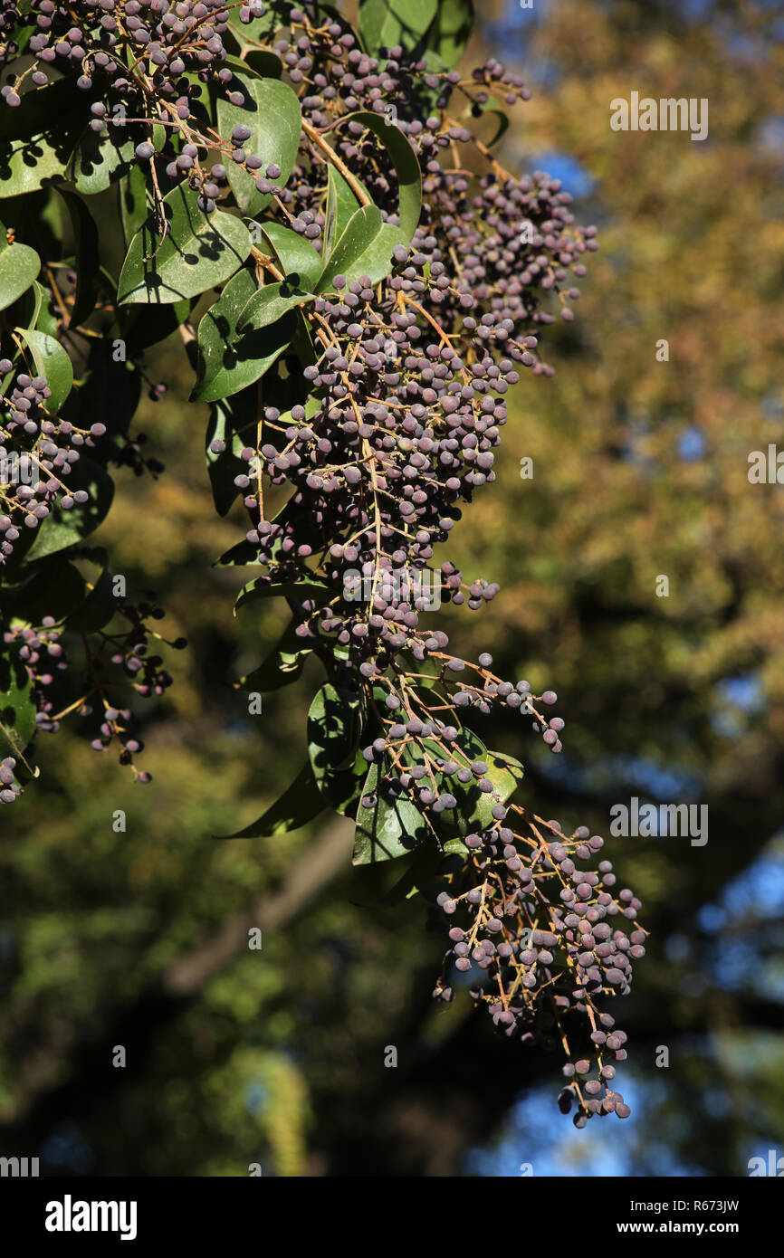 Brillanter Glanz, Liguster Liguster (Ligustrum lucidum Stockfotografie -  Alamy