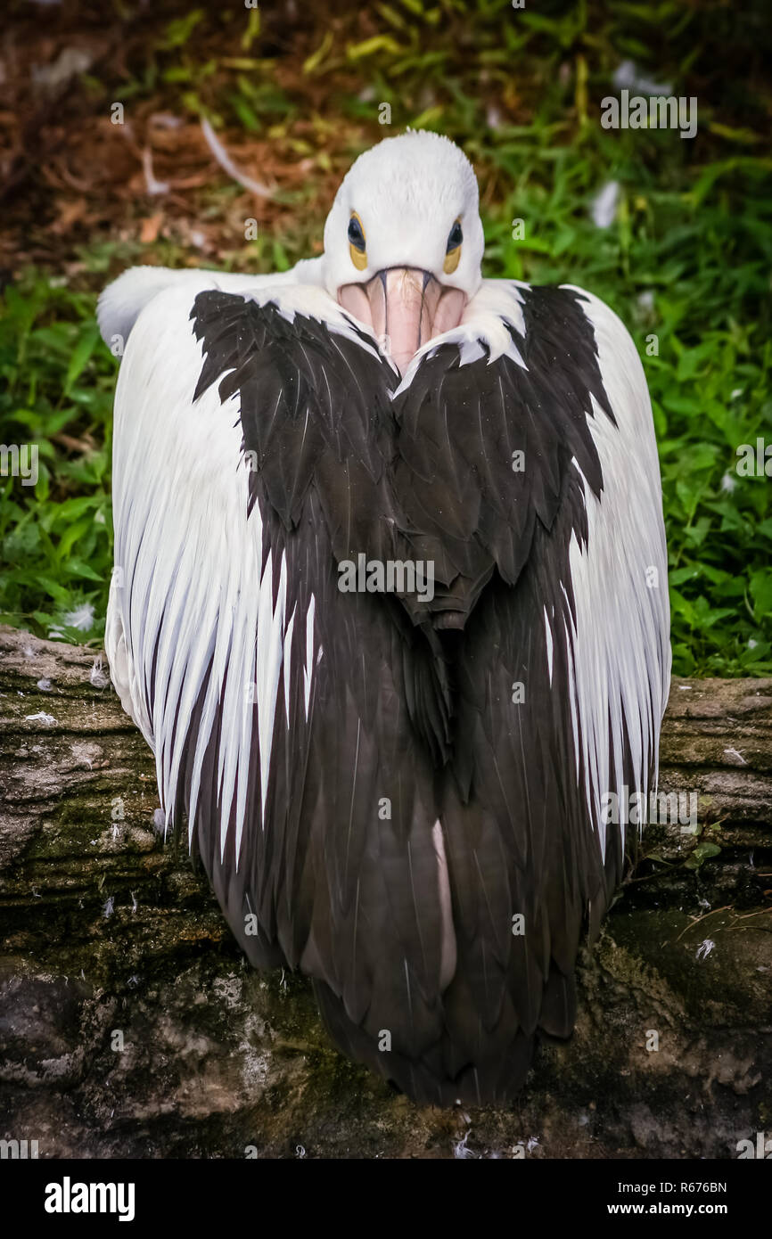 Pelikan Vogel in einem Zoo Stockfoto