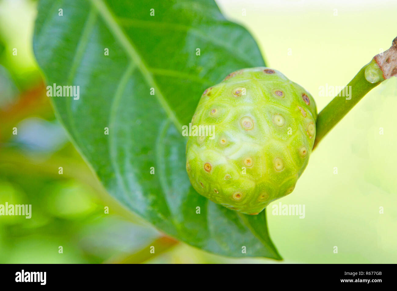 Noni live auf der Bäume vor dem Hintergrund der Natur Stockfoto