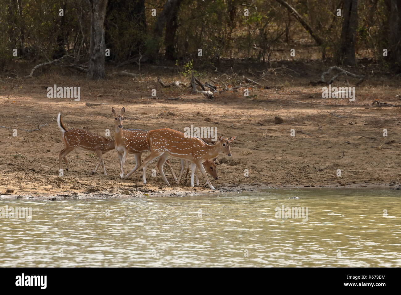 Ax Hirsch in Yala National Park in Sri Lanka Stockfoto
