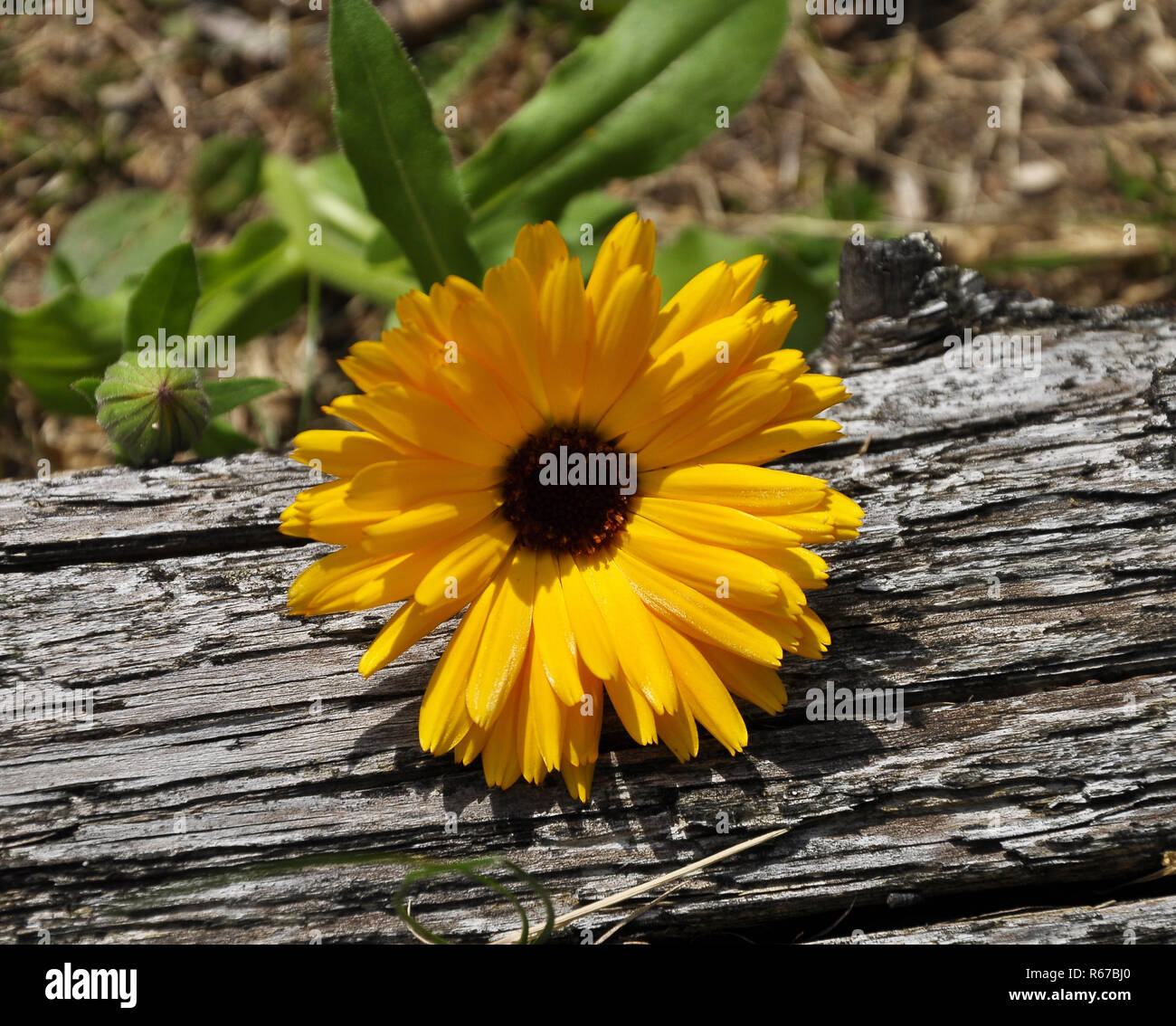 Ringelblume im Garten bed Stockfoto