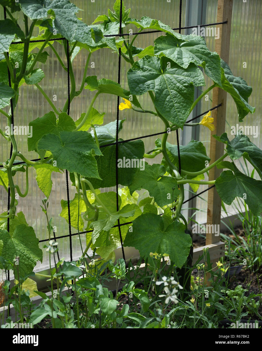 Blühende Gurken Pflanzen im Gewächshaus Stockfotografie Alamy