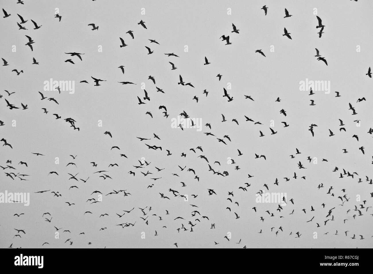 Große Scharen von Vögeln im Himmel Stockfoto