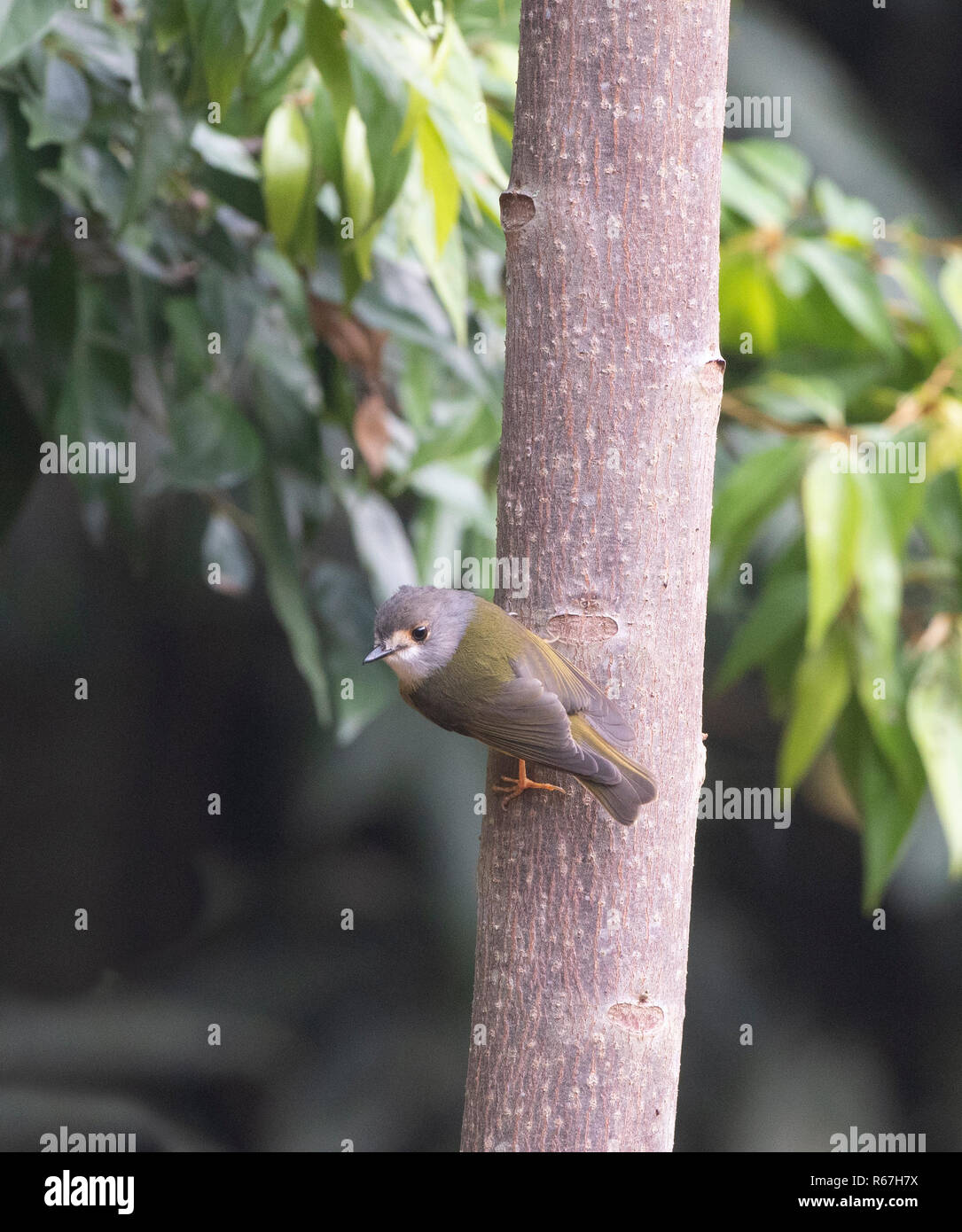 Blass Gelb Robin Northern race (Tregellasia capito Nana) auf einem Baumstamm sitzend, Atherton Tablelands, Far North Queensland, FNQ, QLD, Australien Stockfoto