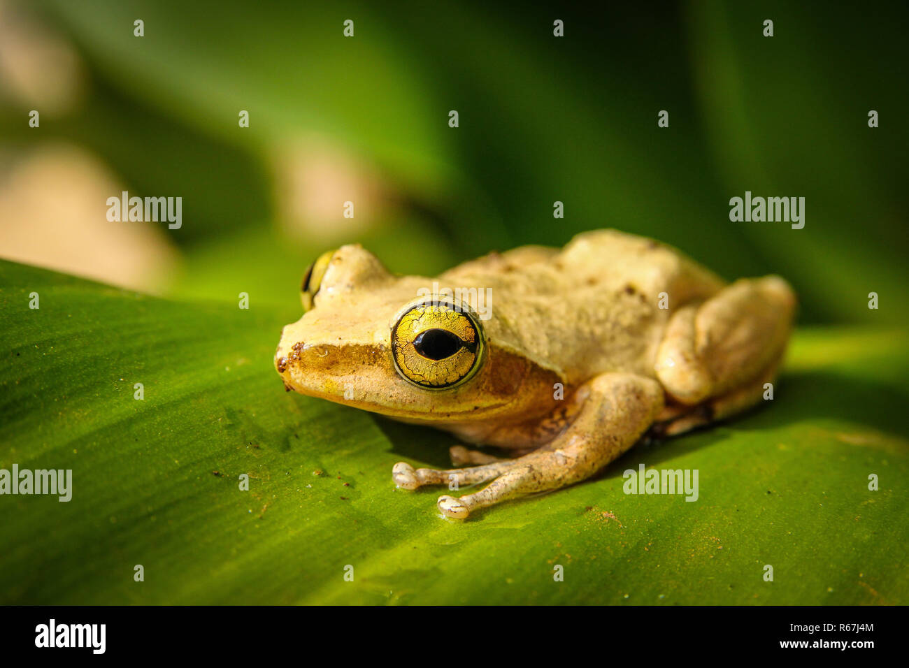 Tropischen Madagaskar Frosch Stockfoto