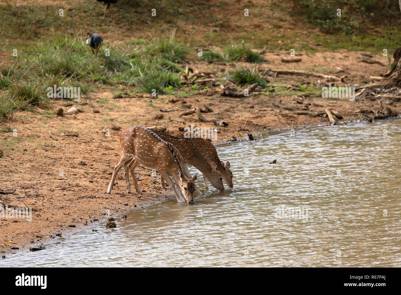 Ax Hirsch in Yala National Park in Sri Lanka Stockfoto