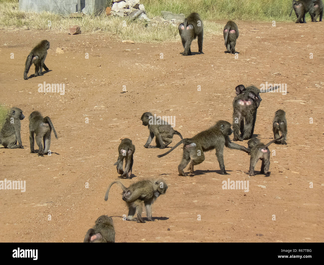 Affen in einer Hotelanlage in Kenia Stockfoto